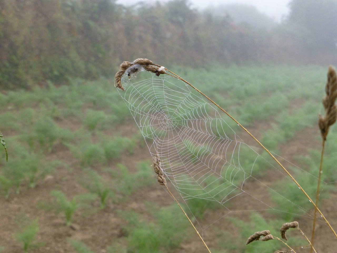 Brittany, Kraštovaizdis, Voratinklis, Rasos Rasos, Rudens Nuotaika, Nugara, Tinklas, Uždaryti, Arachnid, Gamta