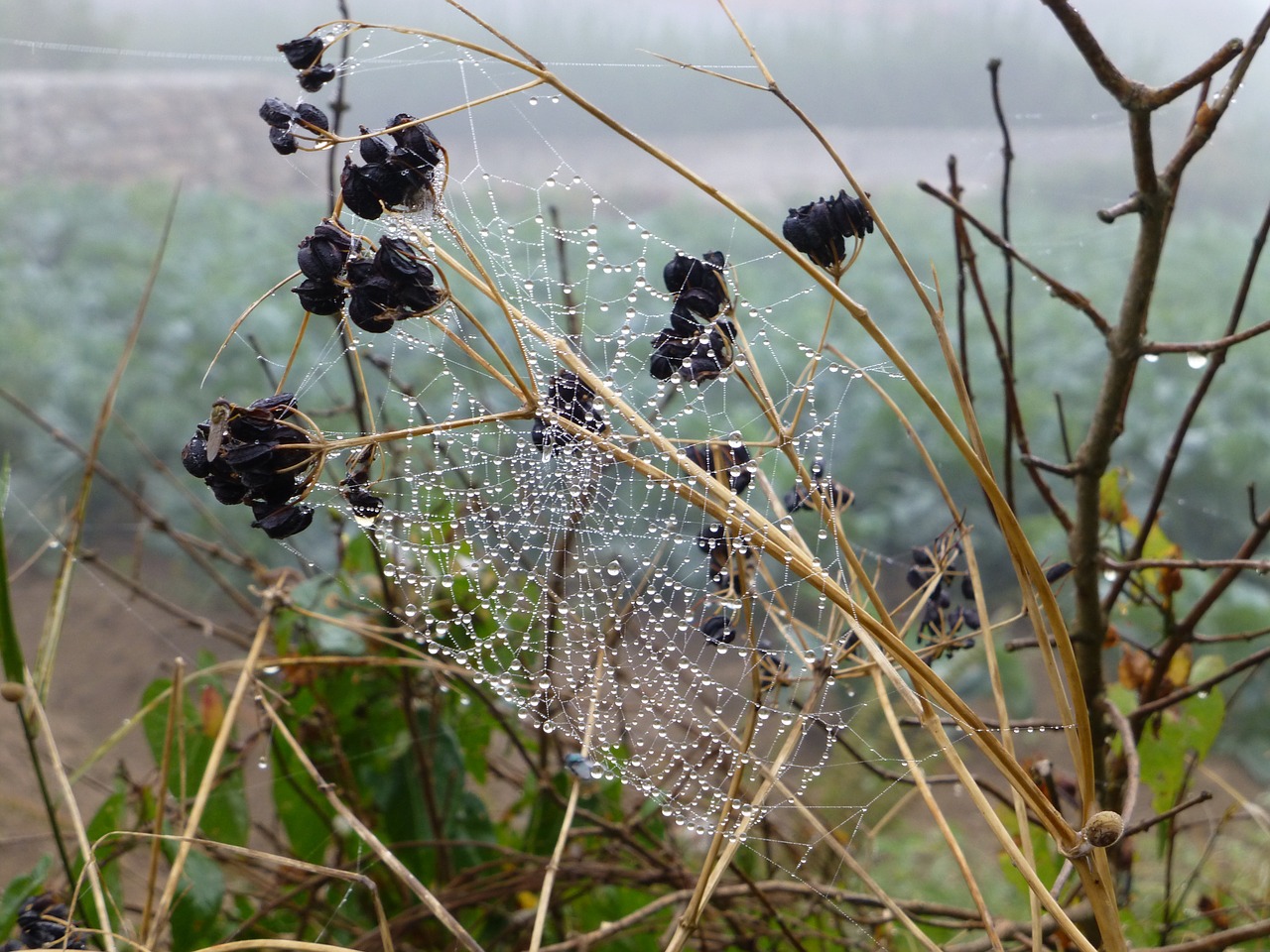 Brittany, Kraštovaizdis, Voratinklis, Rasos Rasos, Rudens Nuotaika, Nugara, Tinklas, Uždaryti, Arachnid, Gamta