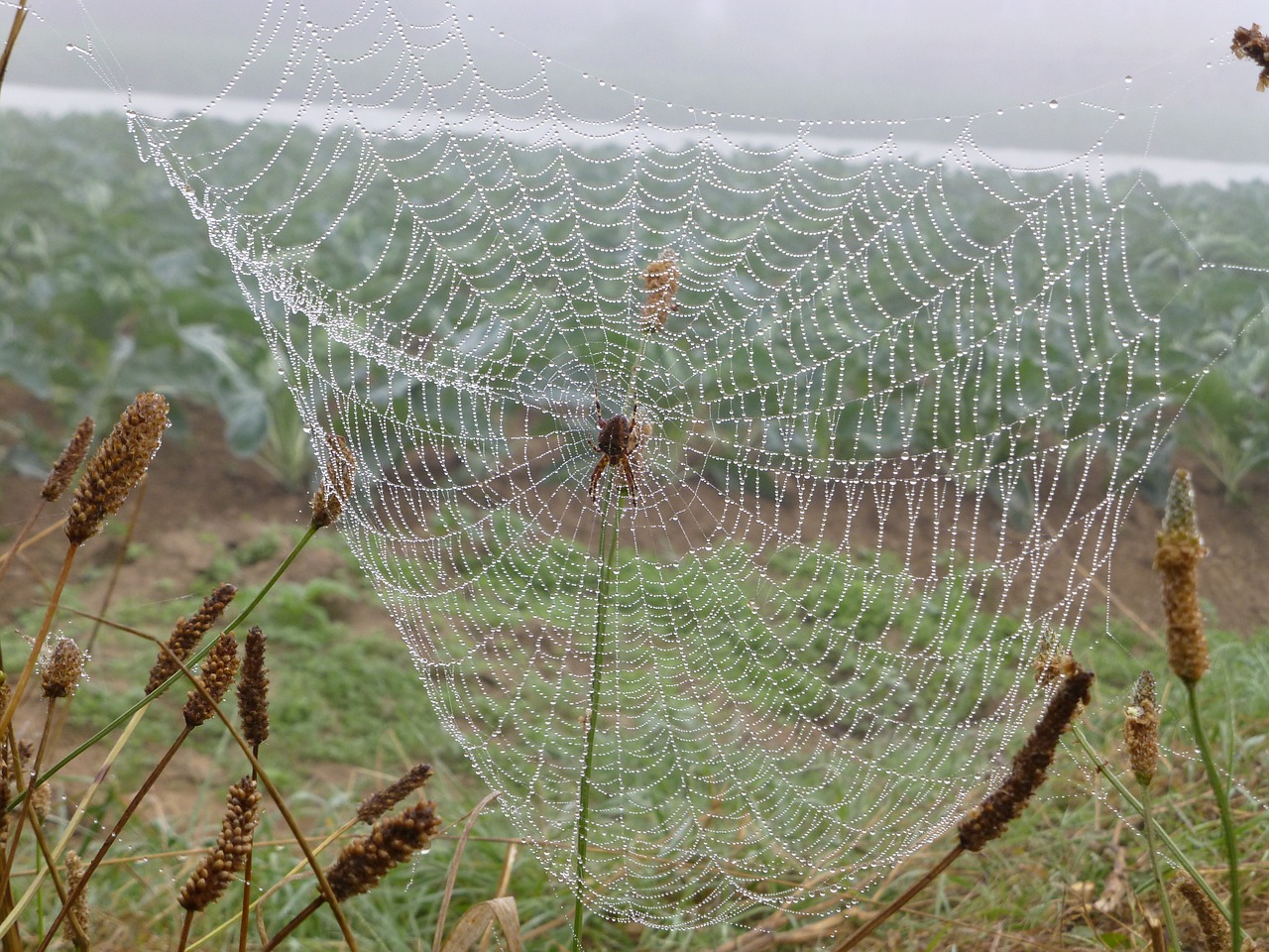 Brittany, Kraštovaizdis, Voratinklis, Rasos Rasos, Rudens Nuotaika, Nugara, Tinklas, Uždaryti, Voras, Arachnid