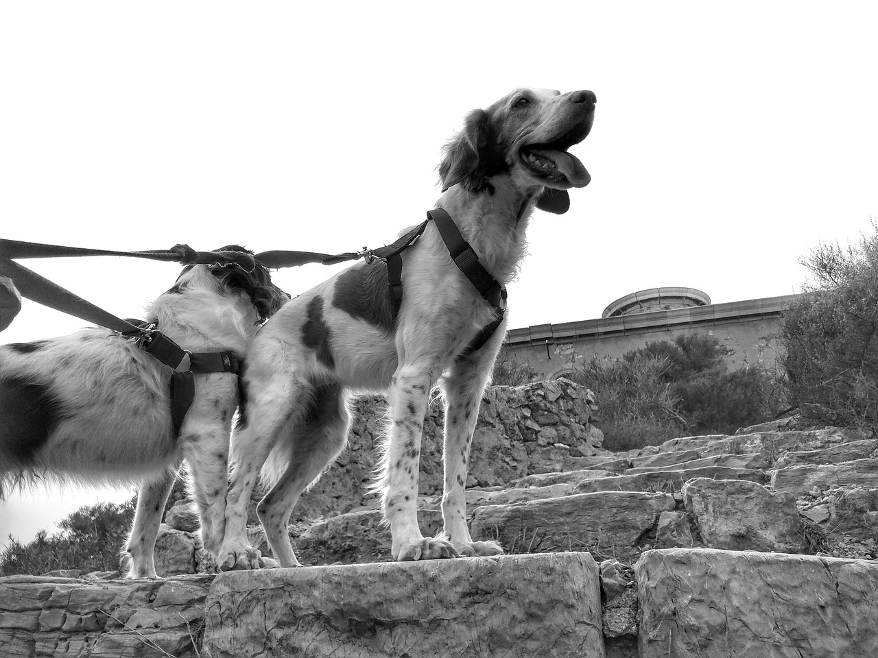 Britanijos Spanieliai, Šunys, Brittany, Veislė, Šunys, Šunys, Naminis Gyvūnėlis, Medžiotojas, Balta, Budrus