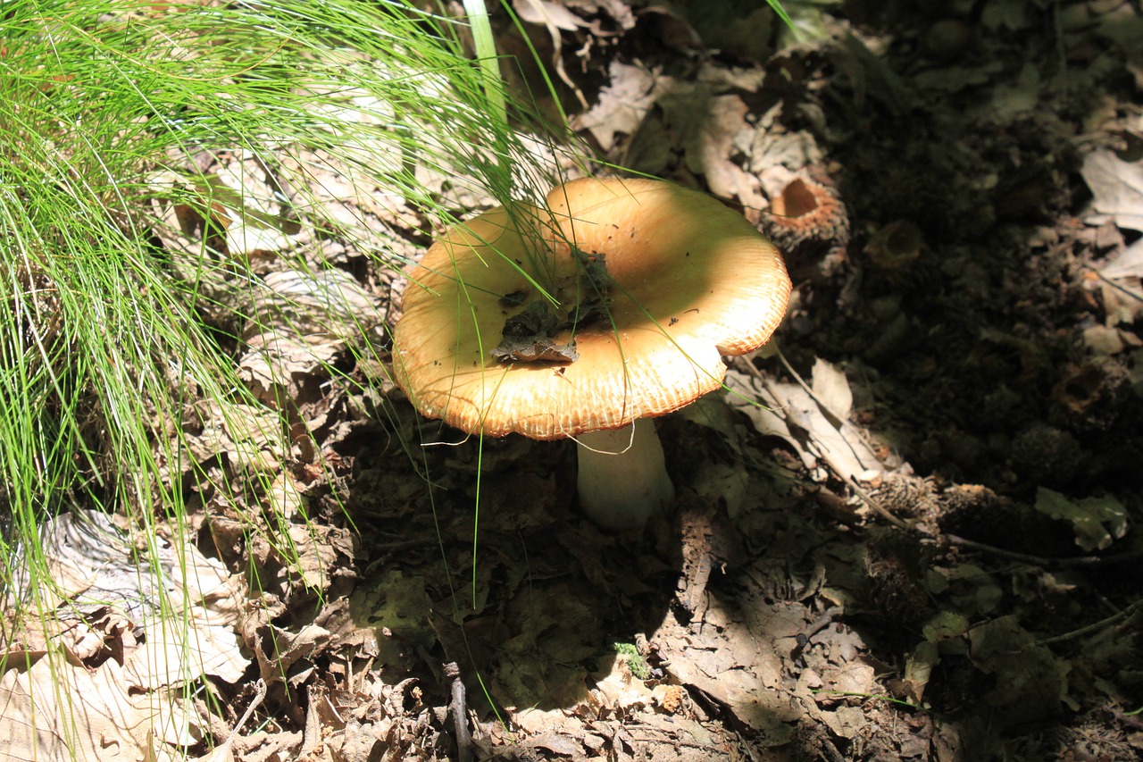 Trapusis Gilumas, Liežuvis, Nevalgomas, Nuodingas, Russula, Smirdantis, Grybų Grybai, Nemokamos Nuotraukos,  Nemokama Licenzija