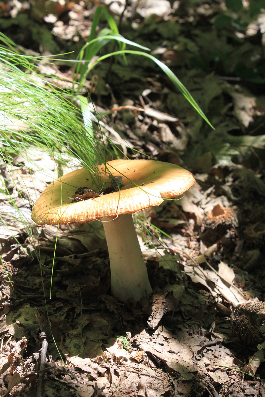 Trapusis Gilumas, Liežuvis, Nevalgomas, Nuodingas, Russula, Smirdantis, Grybų Grybai, Nemokamos Nuotraukos,  Nemokama Licenzija