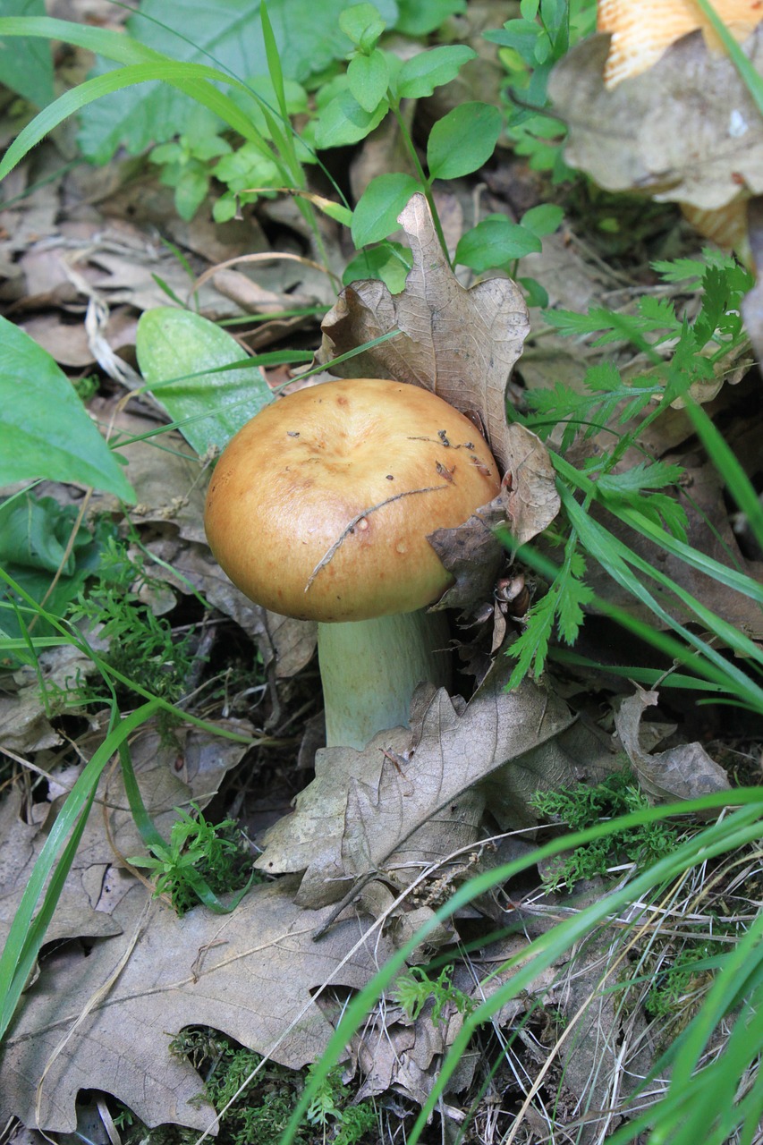 Trapusis Gilumas, Liežuvis, Nevalgomas, Nuodingas, Russula, Smirdantis, Grybų Grybai, Nemokamos Nuotraukos,  Nemokama Licenzija