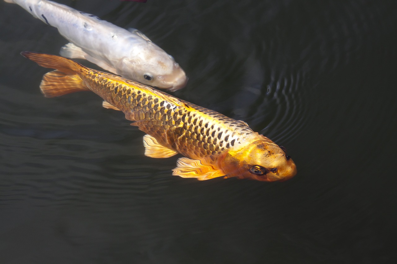 Brocade Carp, Koi, Karpis, Žuvis, Plaukti, Tvenkinys, Vanduo, Balta, Juoda, Auksas