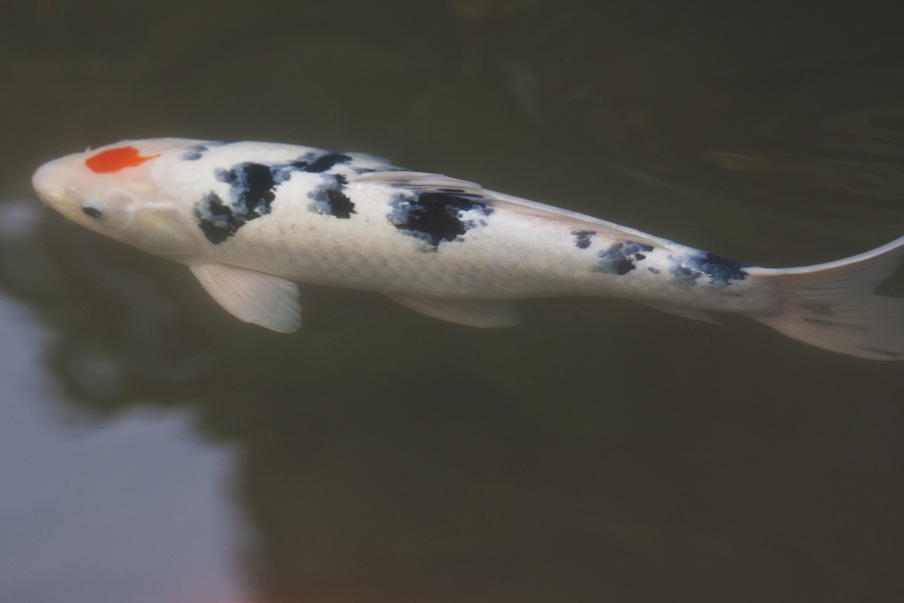 Brocade Carp, Koi, Karpis, Žuvis, Plaukti, Tvenkinys, Vanduo, Balta, Juoda, Veislė