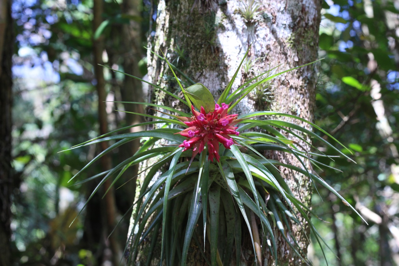 Bromelija, Gėlė, Orquidea, Nemokamos Nuotraukos,  Nemokama Licenzija