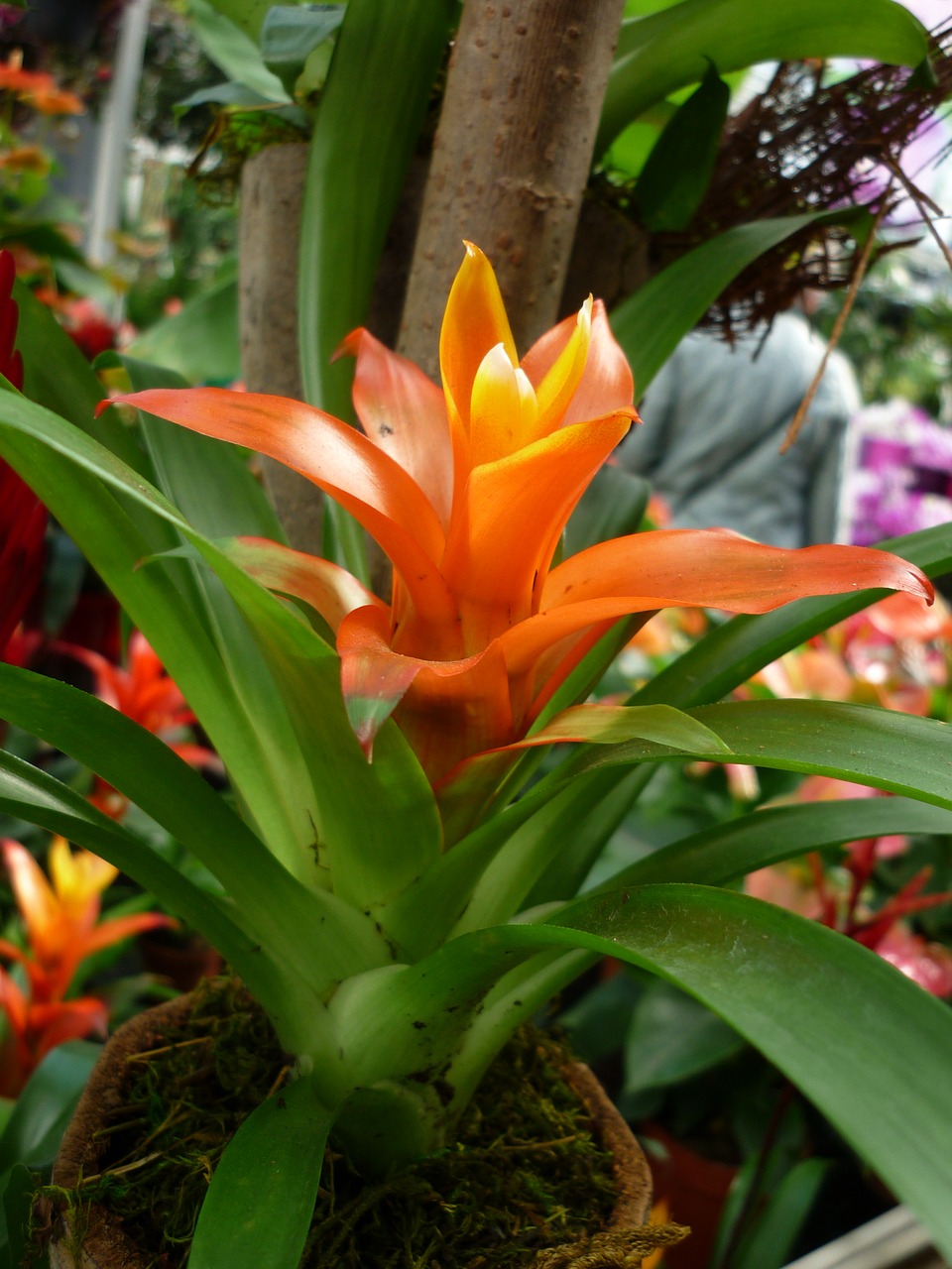 Bromeliadas, Gėlė, Oranžinė, Piltuvėlių Žydėjimas, Kardas, Blattrosette, Prie Šaknies, Egzotiškas, Nemokamos Nuotraukos,  Nemokama Licenzija