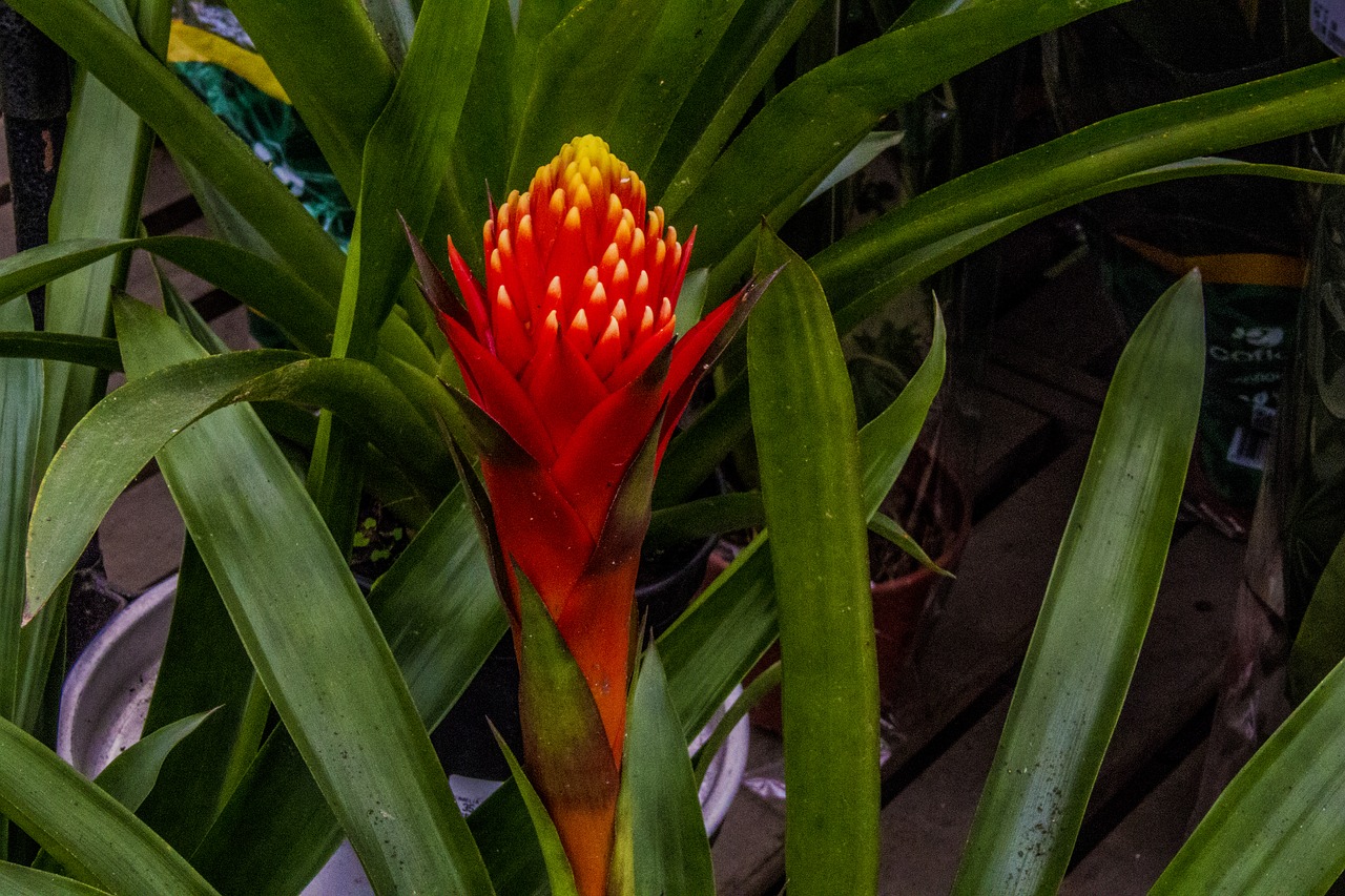 Bromelijiniai,  Bromelijiniai Raudona,  Augalų,  Pobūdį,  Lapų,  Gėlė,  Sodas, Nemokamos Nuotraukos,  Nemokama Licenzija