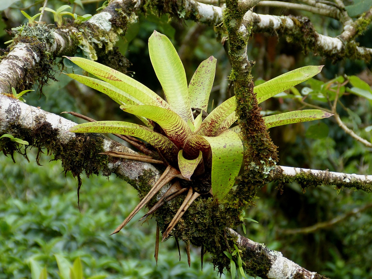 Bromeliadas, Debesų Miškas, Džiunglės, Gamta, Pietų Amerika, Kosta Rika, Miškas, Samanos, Augalas, Lapai