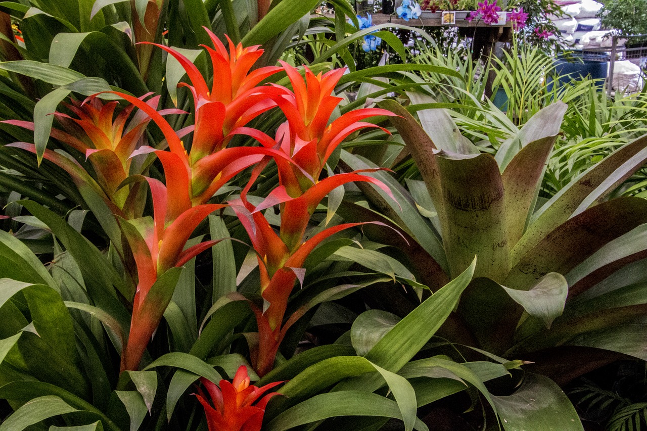 Bromelijiniai,  Pobūdį,  Augalų,  Gėlė,  Sodas,  Lapas, Nemokamos Nuotraukos,  Nemokama Licenzija