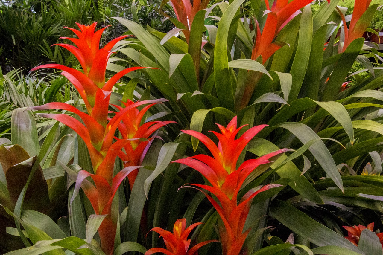 Bromelijiniai,  Augalų Spalvinga,  Gėlė,  Augalų,  Pobūdį,  Sodas,  Lapas, Nemokamos Nuotraukos,  Nemokama Licenzija