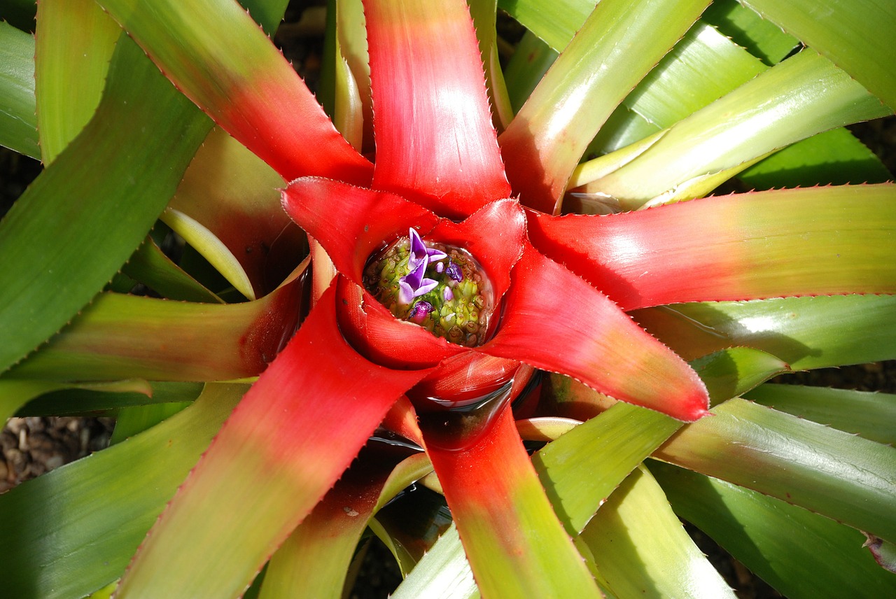 Bromeliadas, Neoregelija, Gėlė, Mėlynas, Gėlės, Nemokamos Nuotraukos,  Nemokama Licenzija