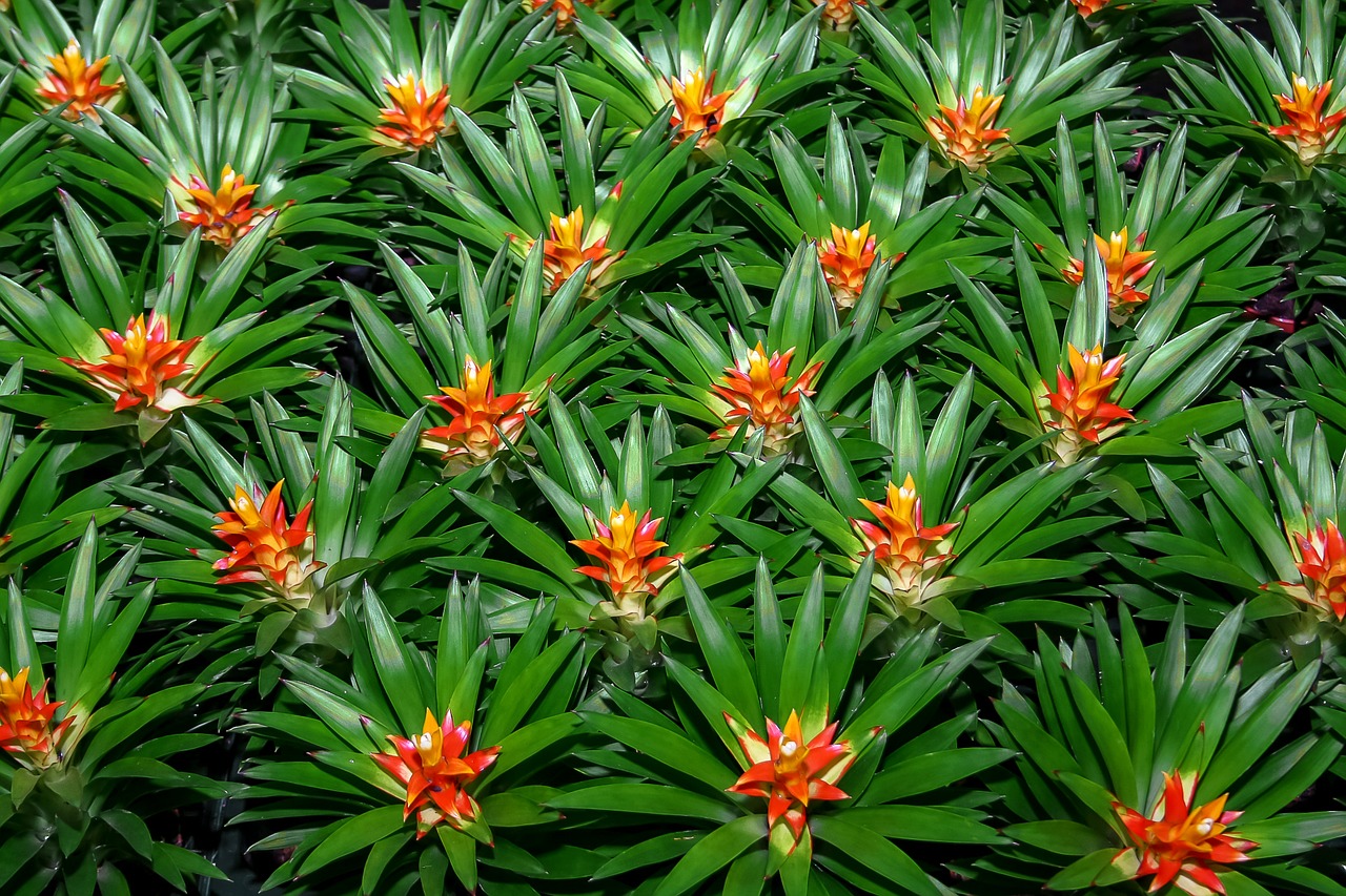 Bromeliadas, Augalas, Gamta, Džiunglės, Tropikai, Flora, Gėlė, Atogrąžų, Tillandsia, Egzotiškas