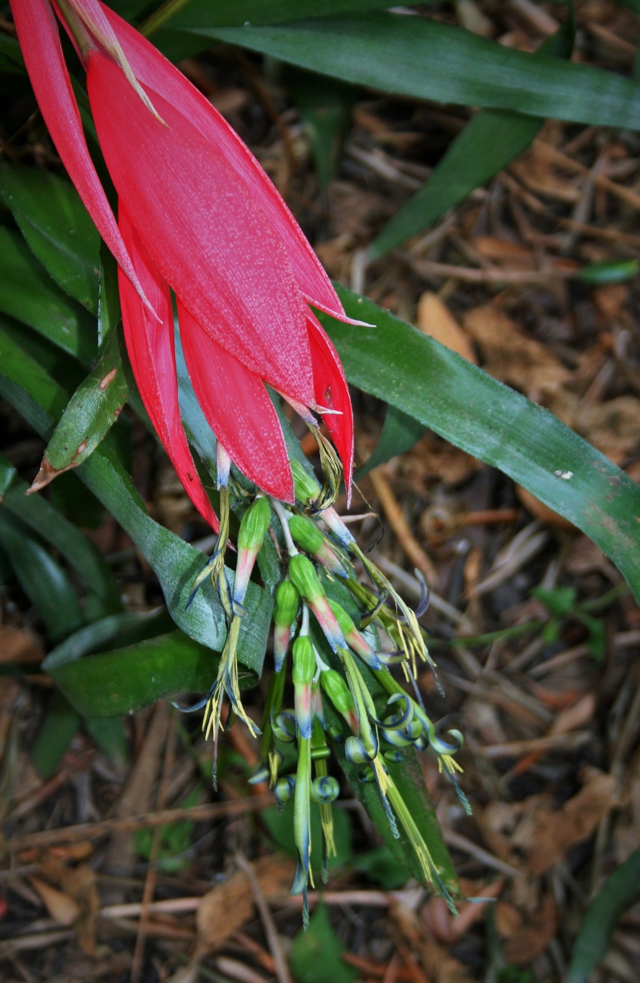 Gėlė,  Rožinis,  Kabantis,  Vamzdis & Nbsp,  Formos,  Bromeliadas,  Bromeliadų Gėlė, Nemokamos Nuotraukos,  Nemokama Licenzija