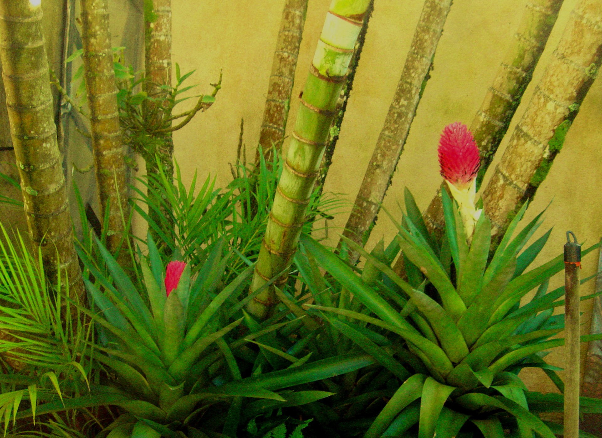 Bromeliazės,  Bromeliads,  Gėlė,  Gėlės,  Bromeliazės, Nemokamos Nuotraukos,  Nemokama Licenzija