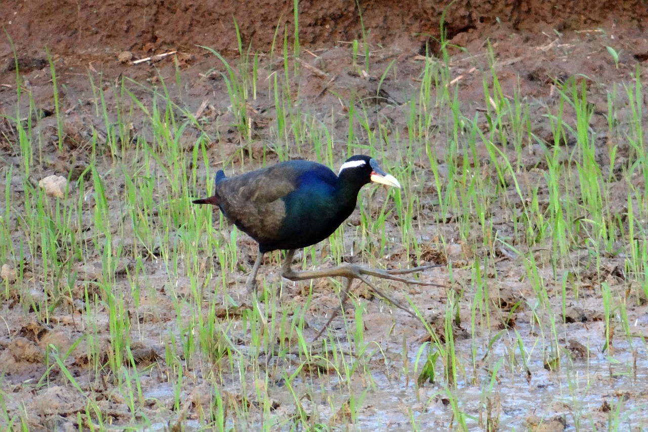 Bronzos Sparnuota Jakana, Metopidio Indikacija, Jacana, Paukštis, Paddy Laukas, Karnataka, Indija, Nemokamos Nuotraukos,  Nemokama Licenzija