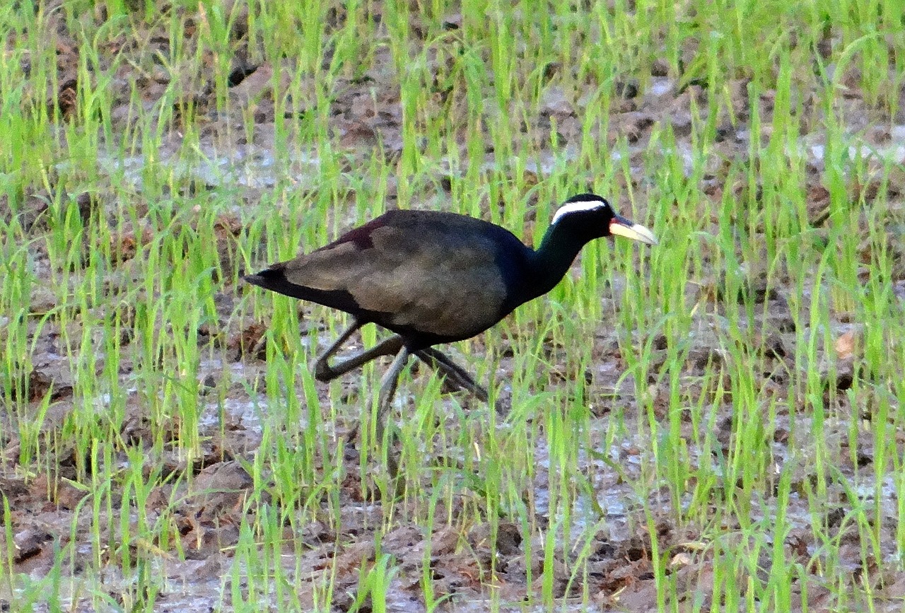 Bronzos Sparnuota Jakana, Metopidio Indikacija, Jacana, Paukštis, Laukinė Gamta, Paddy Laukas, Karnataka, Indija, Nemokamos Nuotraukos,  Nemokama Licenzija