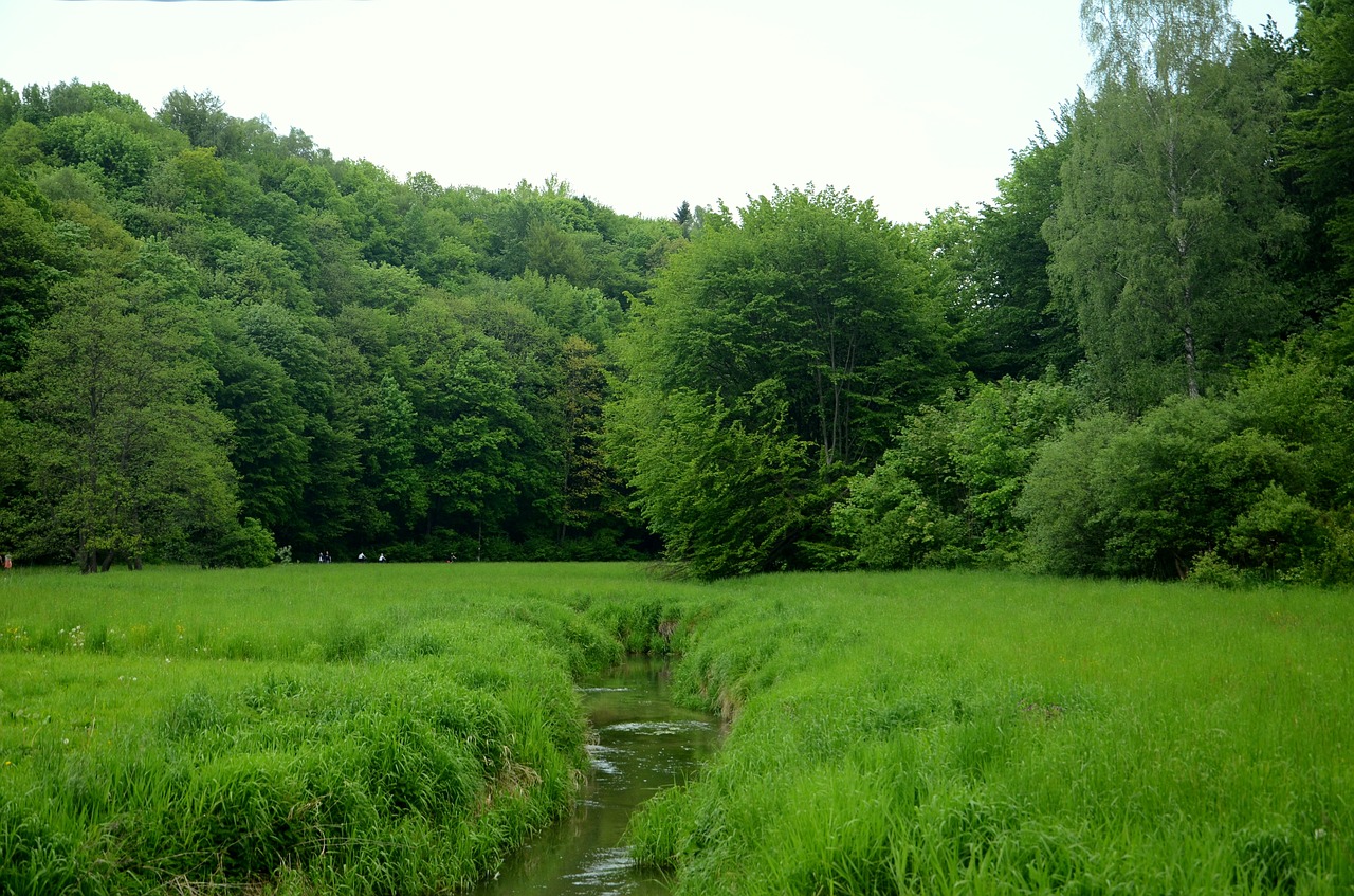 Srautas, Upė, Upelis, Miškas, Pieva, Medis, Lenkija, Slėniai Netoli Krokuvos, Gegužė, Poliana