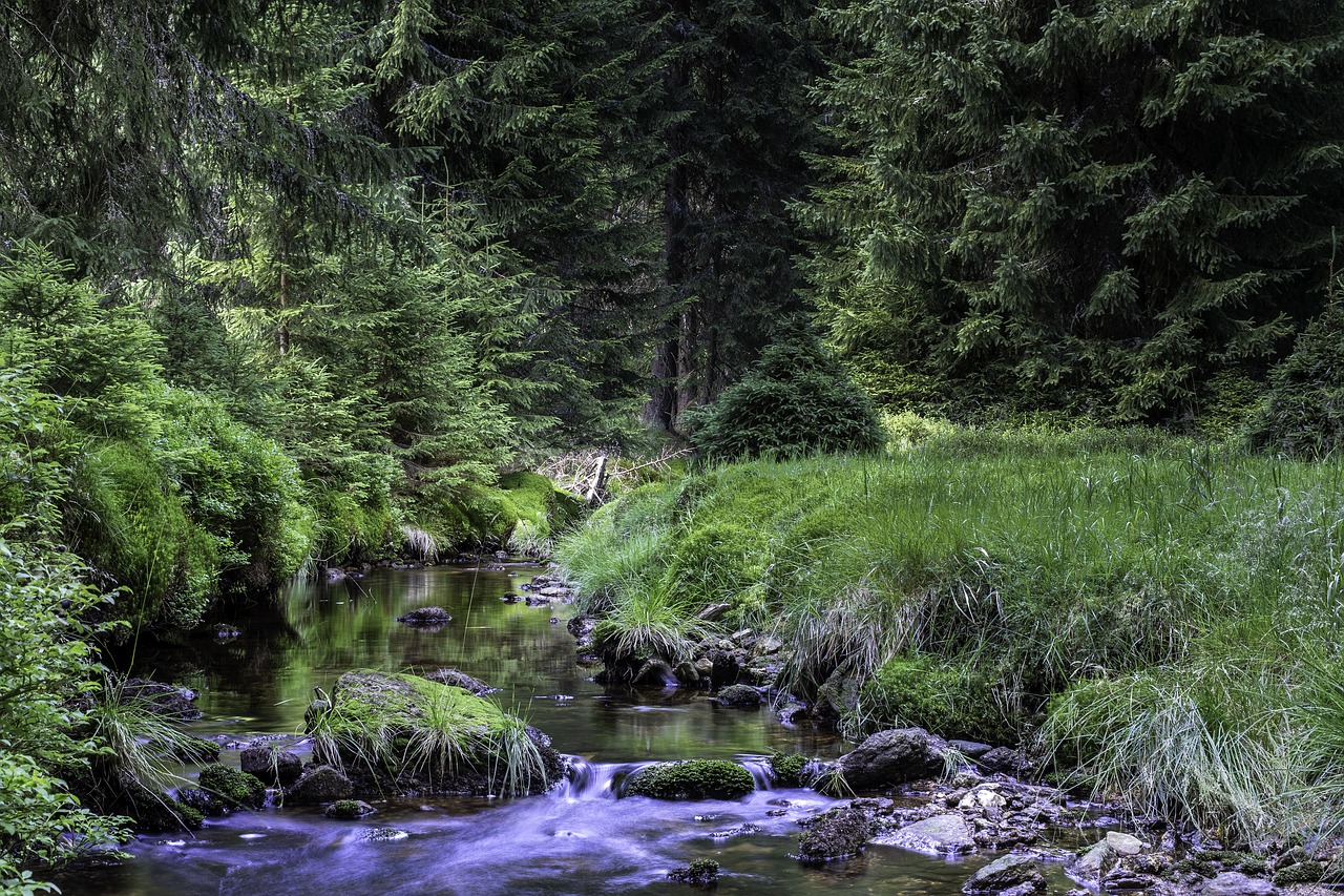 Brook,  Medis,  Vasara,  Šventės,  Pobūdį,  Upelis,  Torrent,  Miškas,  Žalias,  Turizmas