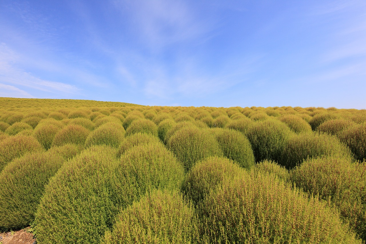 Šluotų Žolė, Žolė, Kochia, Nemokamos Nuotraukos,  Nemokama Licenzija