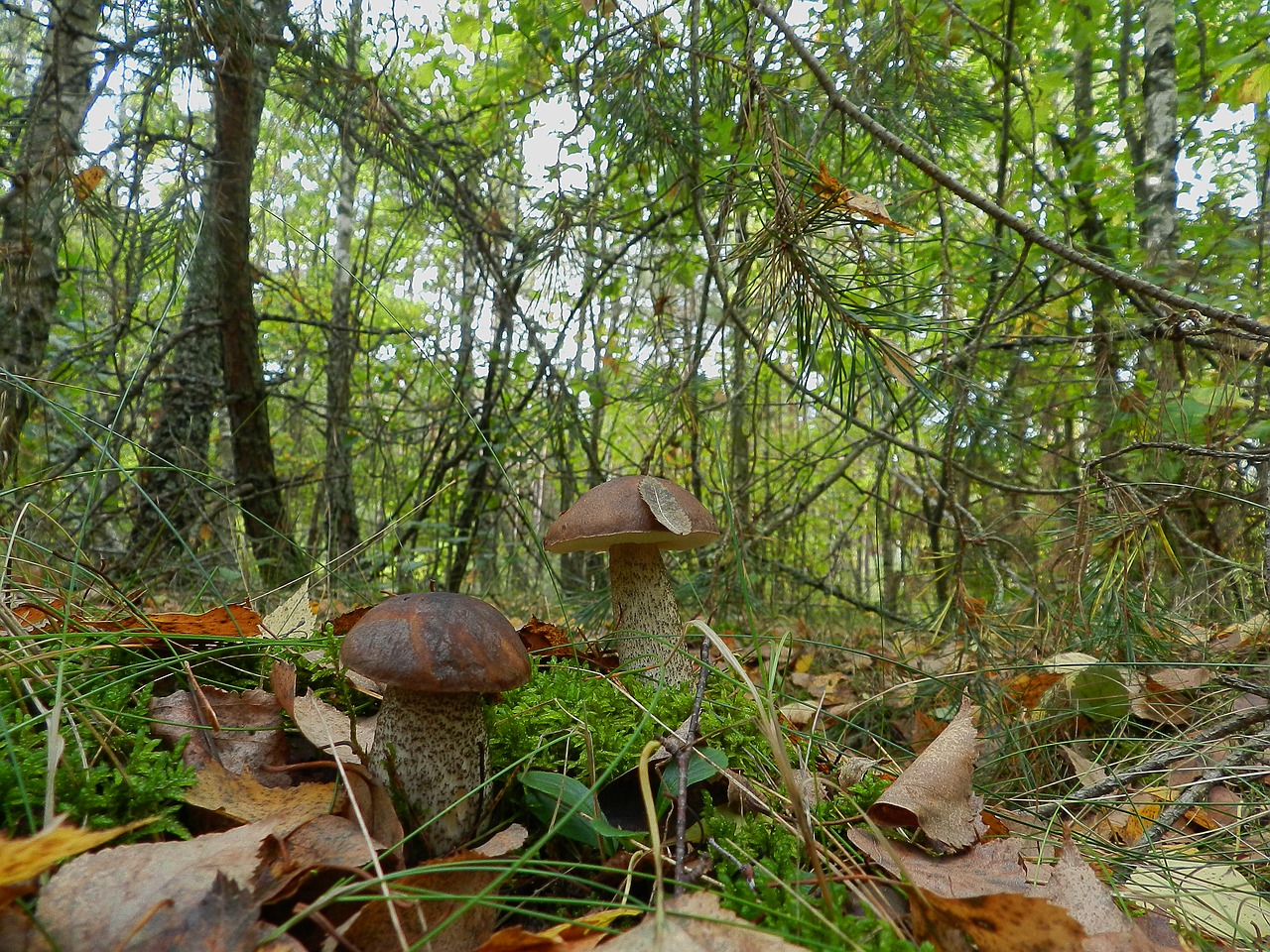 Broliai, Grybai, Boletus, Nemokamos Nuotraukos,  Nemokama Licenzija