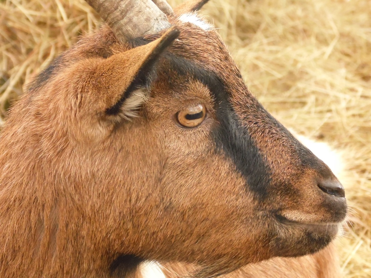 Ruda, Ožka, Gyvūnas, Gamta, Nemokamos Nuotraukos,  Nemokama Licenzija