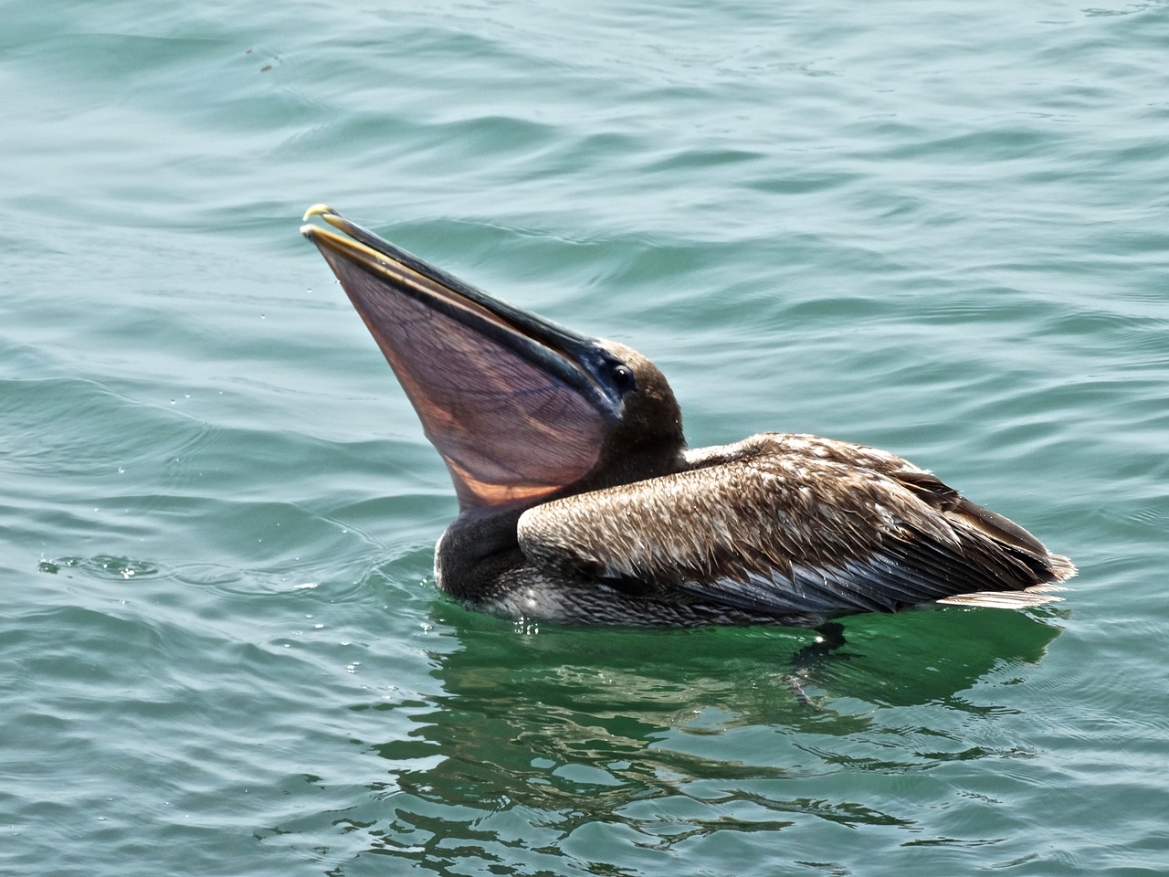 Ruda, Pelican, Vandenynas, Gamta, Kelionė, Laukinė Gamta, Florida, Nemokamos Nuotraukos,  Nemokama Licenzija