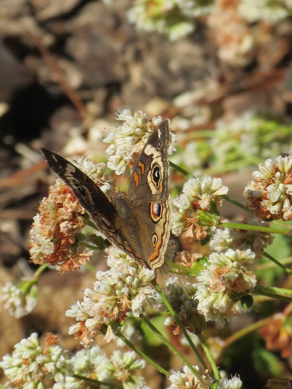 Ruda, Drugelis, Drugys, Vabzdys, Makro, Fauna, Lauke, Sodas, Laukiniai, Nemokamos Nuotraukos