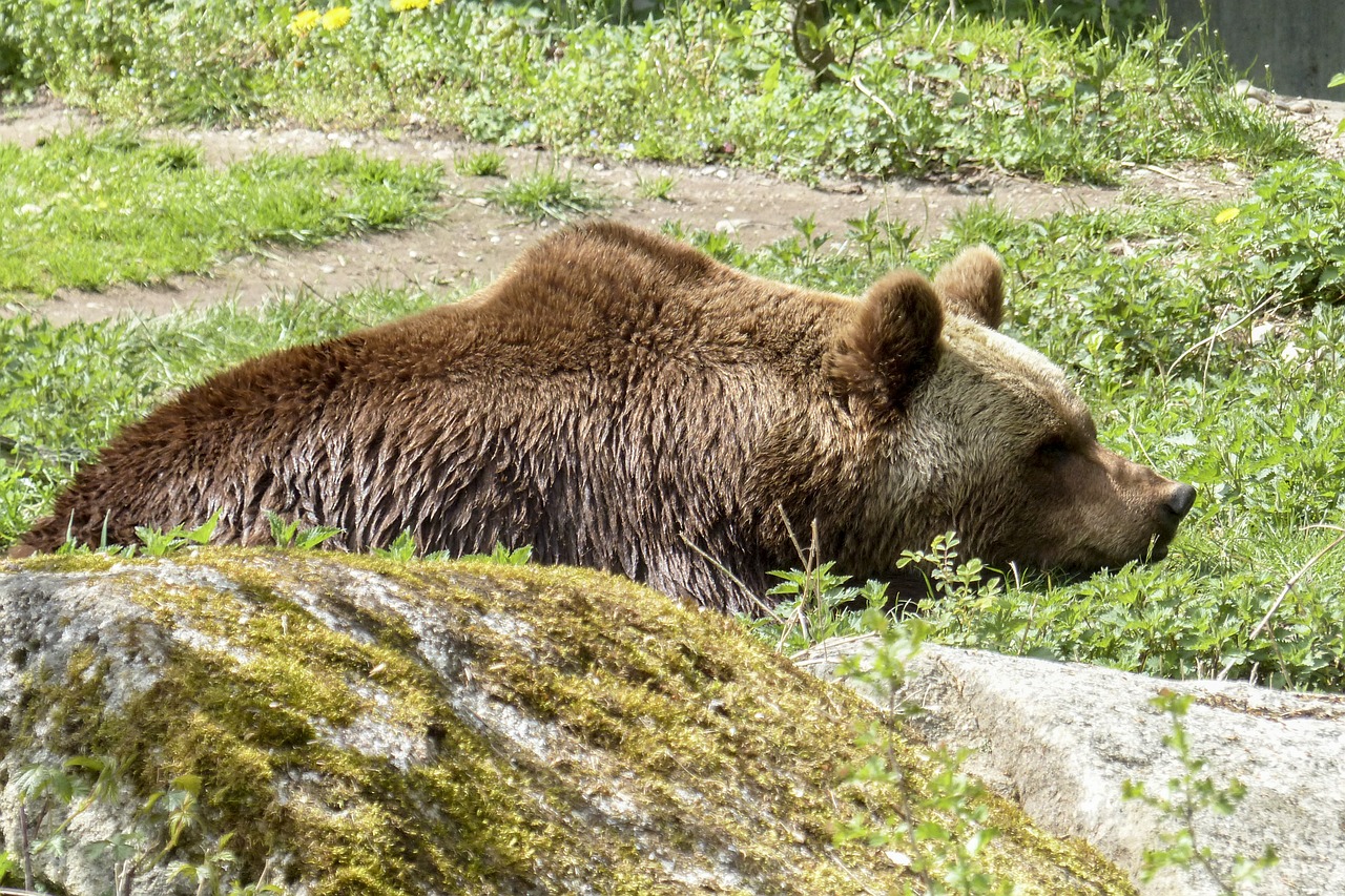 Ruda, Turėti, Žinduolis, Laukiniai, Gyvūnas, Natūralus, Laukinis Gyvenimas, Gamta, Zoologijos Sodas, Nemokamos Nuotraukos