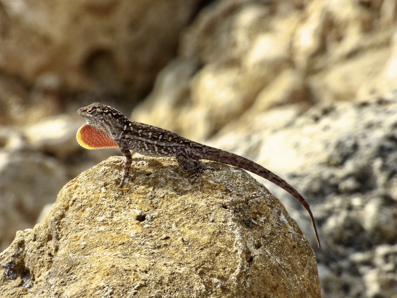 Rudasis Anolas, Driežas, Raudona, Oranžinė, Dinozauras, Ruda, Gamta, Ropliai, Padaras, Uodega