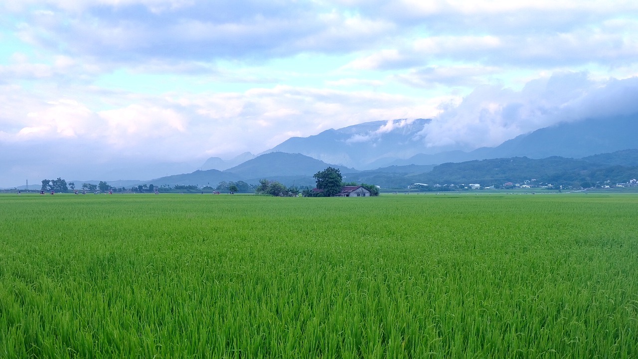 Ruda Alėja, Taitung, Taivanas, Kviečių Lauke, Nemokamos Nuotraukos,  Nemokama Licenzija