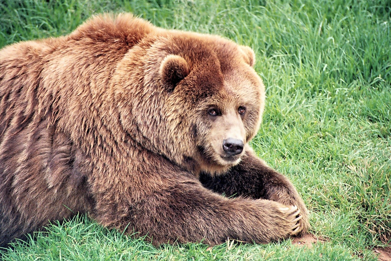 Rudas Lokys, Neša, Žinduolis, Ruda, Laukinė Gamta, Grizzly, Gyvūnas, Pavojus, Gamta, Parkas