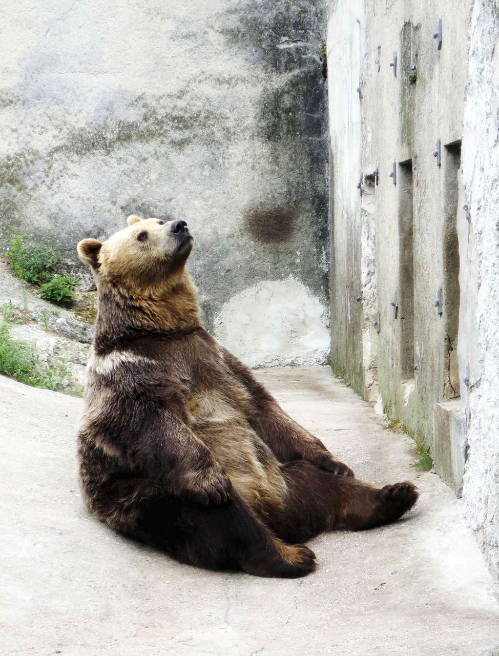 Rudas Lokys, Sėdi, Zoologijos Sodas, Kalėjimas, Ieškoti, Nemokamos Nuotraukos,  Nemokama Licenzija