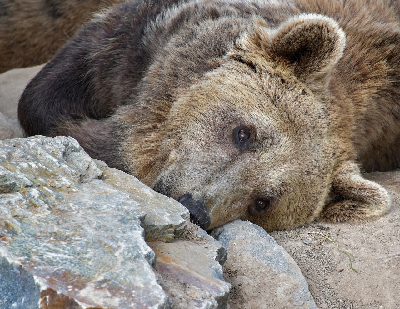 Rudas Lokys,  Portretas,  Ursidé,  Gyvūnas,  Laukinių,  Mėsėdis,  Svajotojas, Nemokamos Nuotraukos,  Nemokama Licenzija