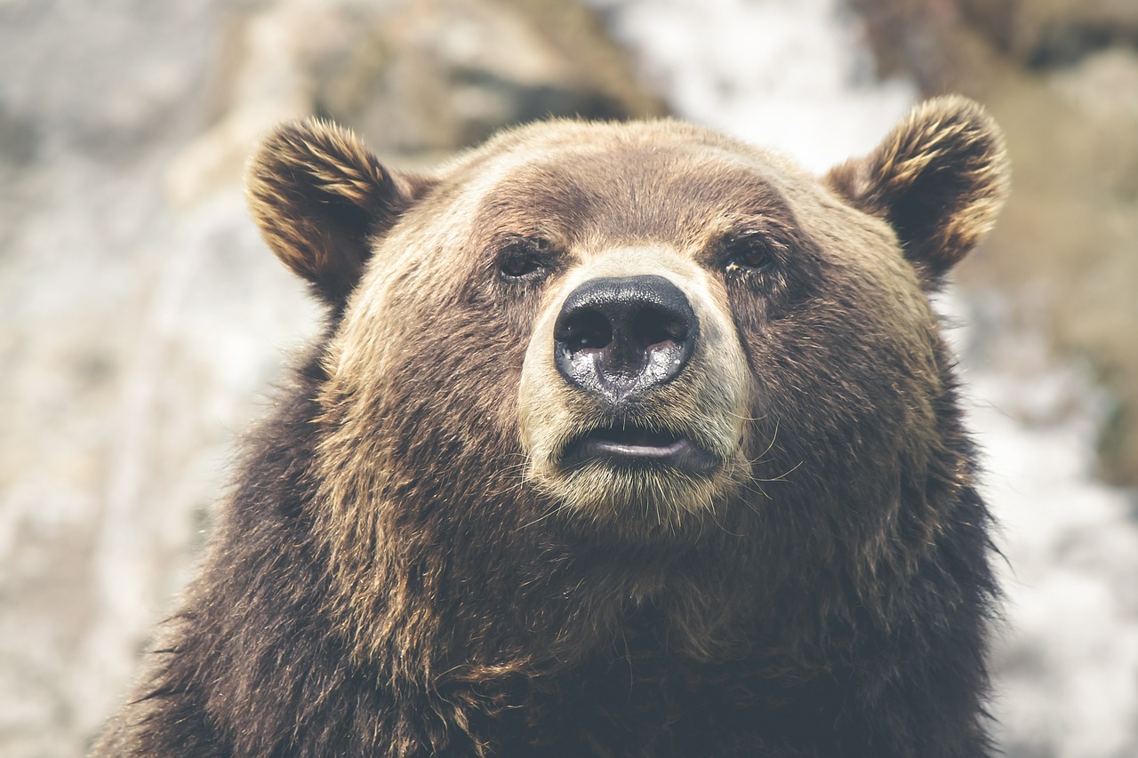 Rudas Lokys, Grizzly, Kanada, Žinduolis, Gyvūnas, Ruda, Turėti, Laukiniai, Laukinė Gamta, Gamta