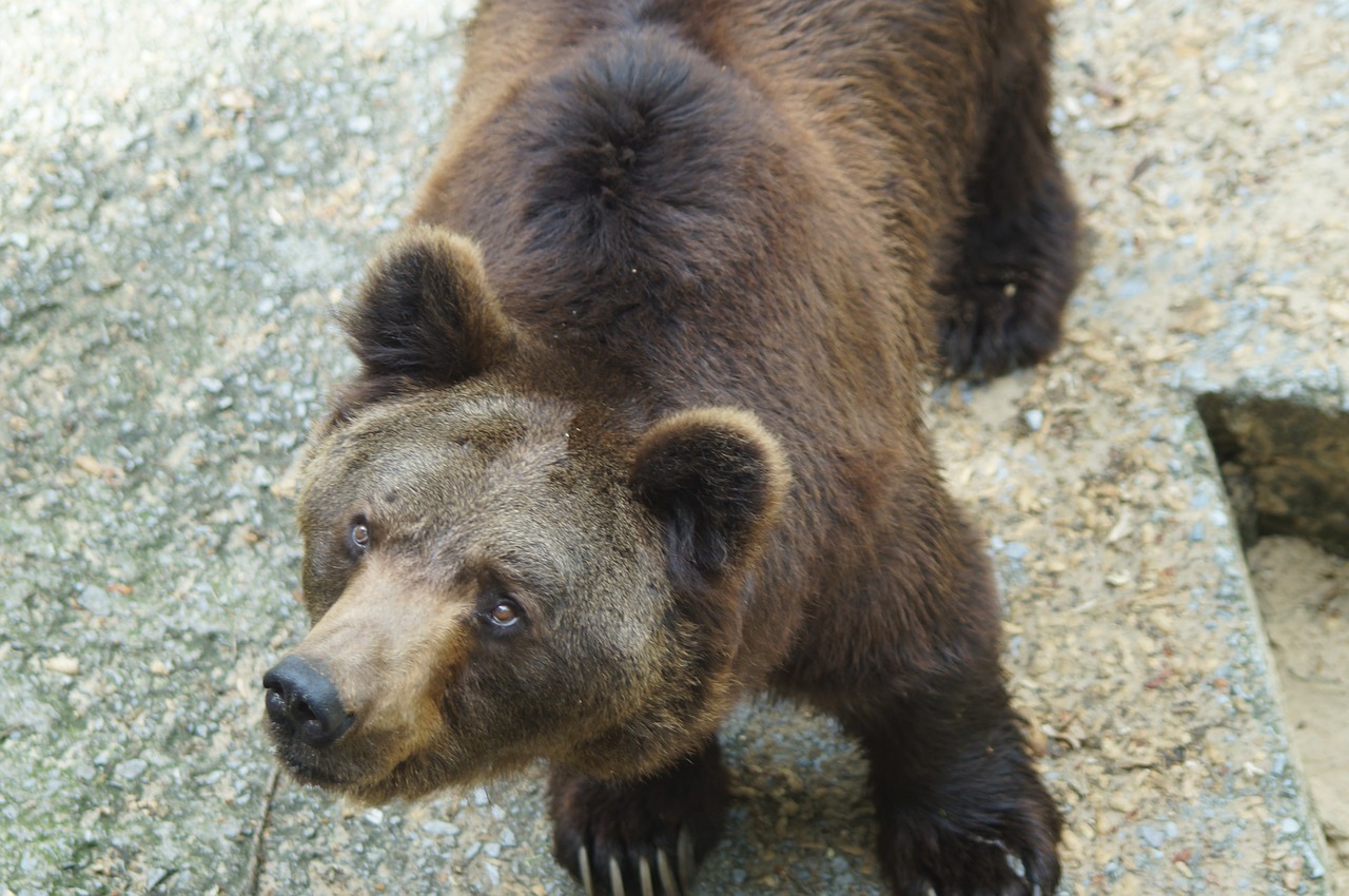 Rudas Lokys, Turėti, Laukinis Gyvūnas, Plėšrūnas, Gyvūnas, Pavojingas, Žinduolis, Zoologijos Sodas, Kailis, Teddy