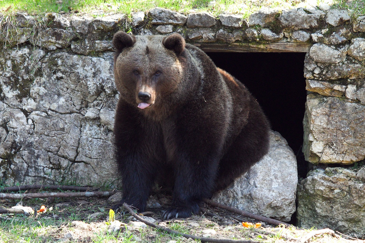 Rudas Lokys, Turėti, Gyvūnas, Miškas, Grizzly, Žinduolis, Gamta, Miškai, Dykuma, Purus