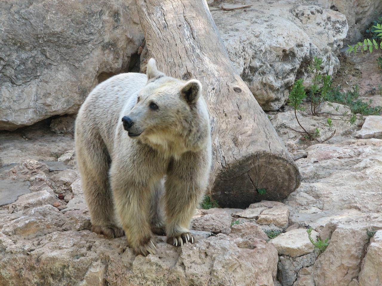 Rudas Lokys, Akmenys, Zoologijos Sodas, Siera, Žinduolis, Gamta, Laukinė Gamta, Kailis, Žiūri, Stovintis