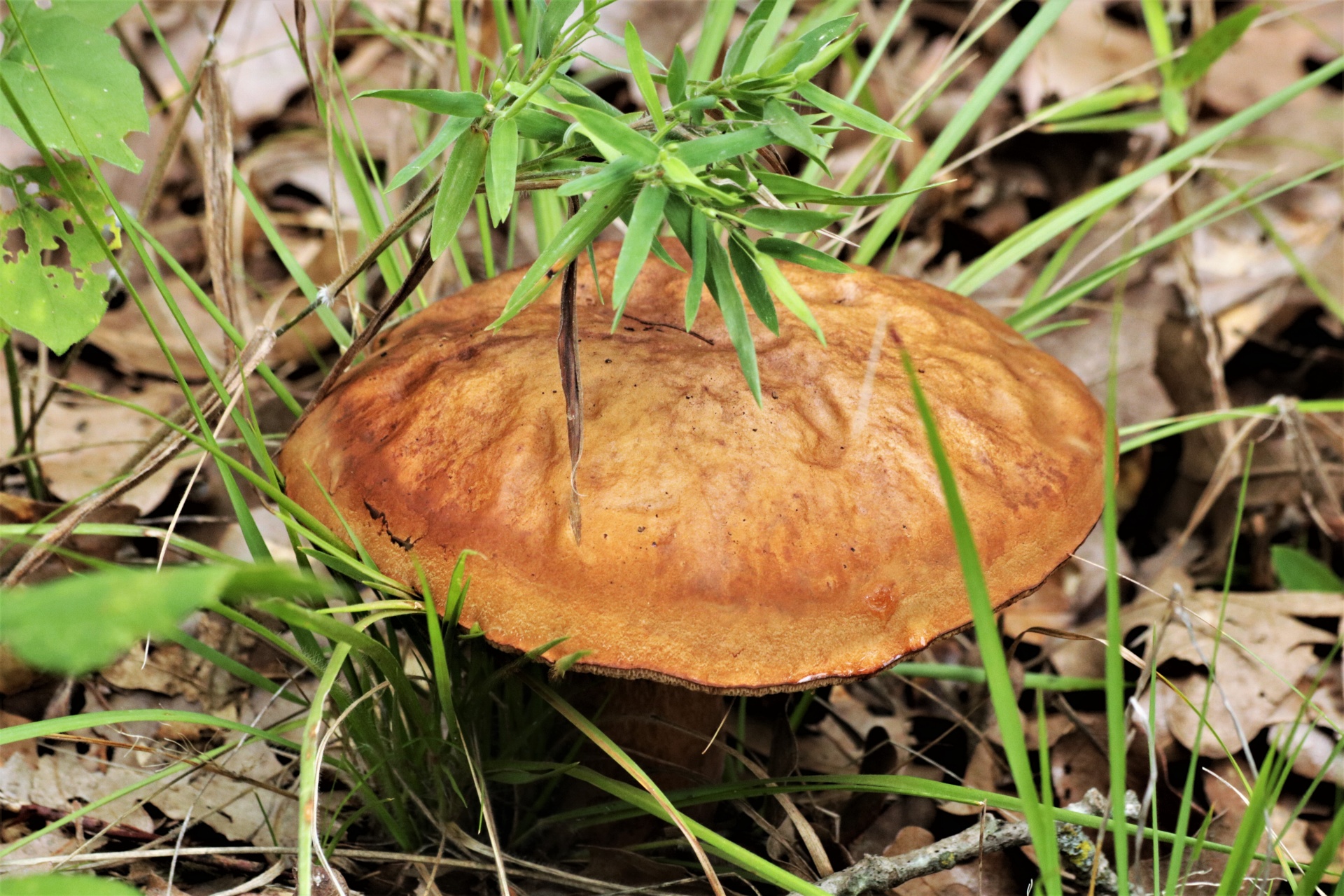 Gamta,  Augalai,  Grybai,  Grybai,  Ruda & Nbsp,  Gryba,  Bolete,  Bolete & Nbsp,  Grybai,  Auga