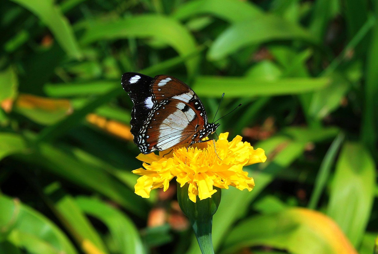 Rudas Drugelis, Drugelis, Vabzdys, Lepidoptera, Ruda, Ženklinimas, Balta, Gėlė, Sodas, Nemokamos Nuotraukos