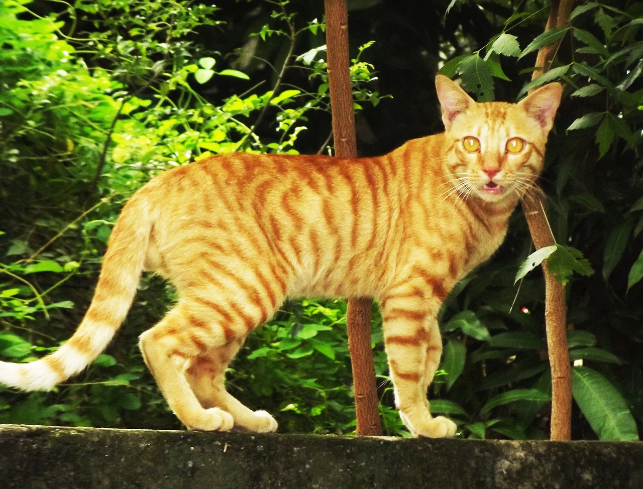 Rudas Katinas, Mano Namų Katė, Katė Rodoma Kaip Tigras, Nemokamos Nuotraukos,  Nemokama Licenzija