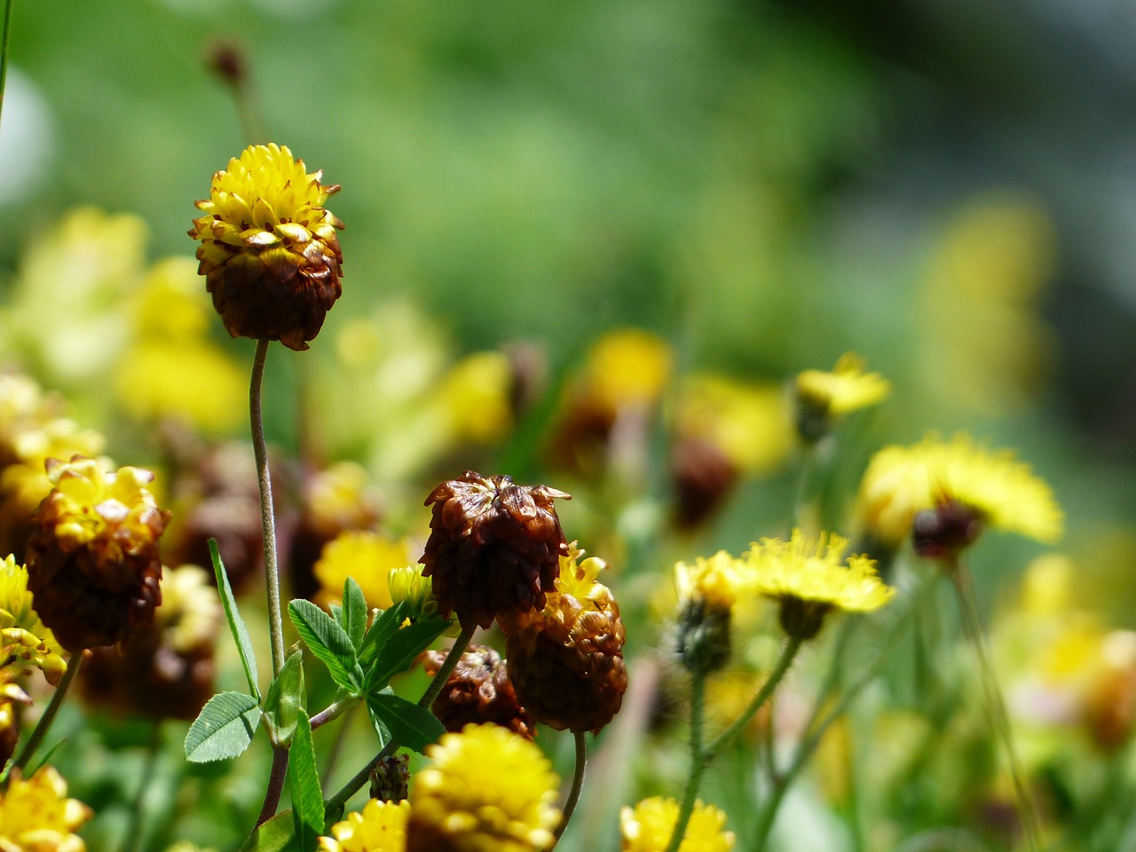 Ruda Suknelė, Gėlės, Geltona, Ruda, Alpių Rudos Suknelės, Trifolium Badium, Alpių Gėlė, Alpių Augalas, Fabaceae, Faboideae