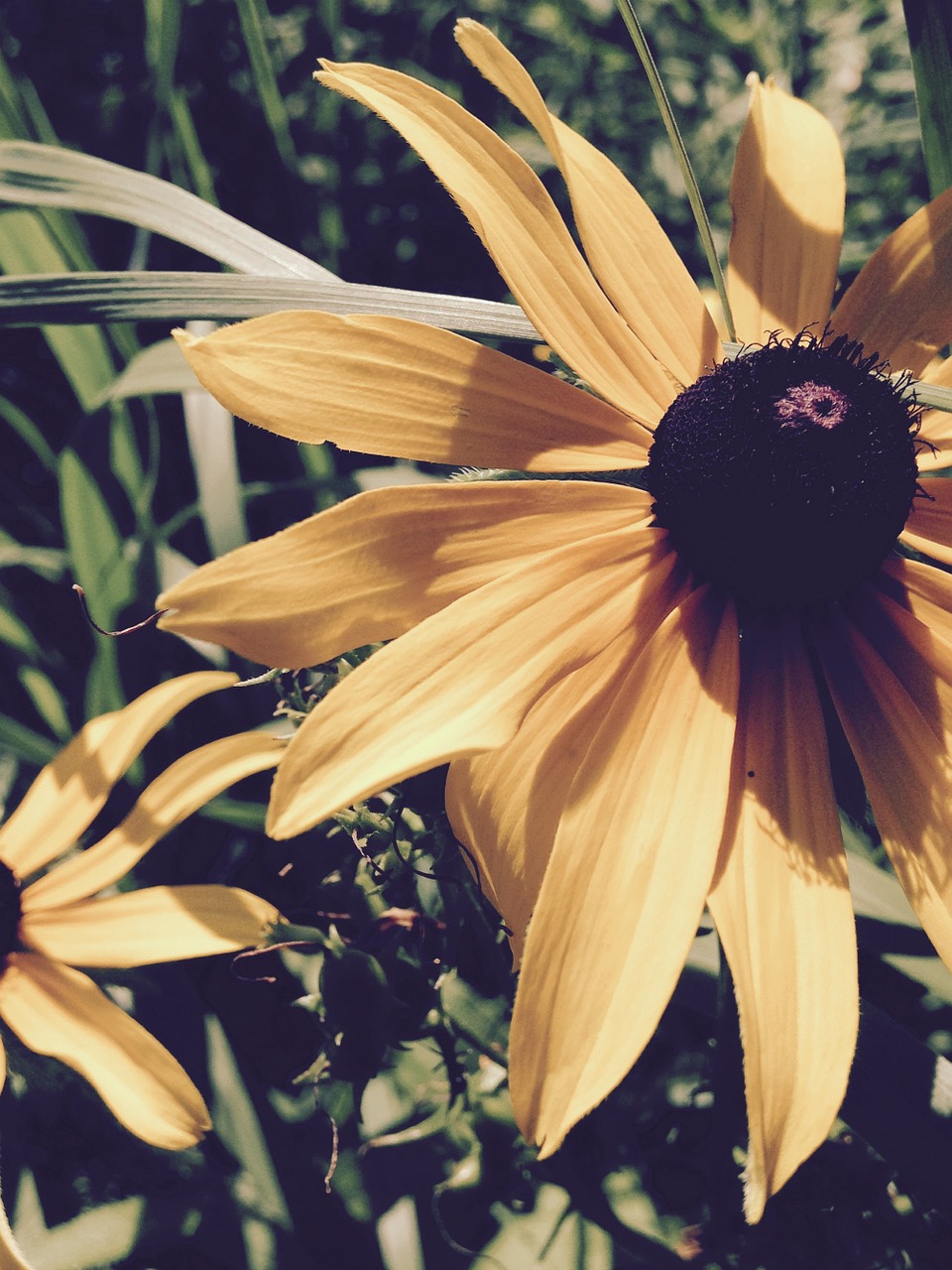 Ruda Eyed Susan, Geltona Gėlė, Gėlė, Geltona, Gėlių, Vasara, Žydi, Juodasis Eyed-Susan, Nemokamos Nuotraukos,  Nemokama Licenzija