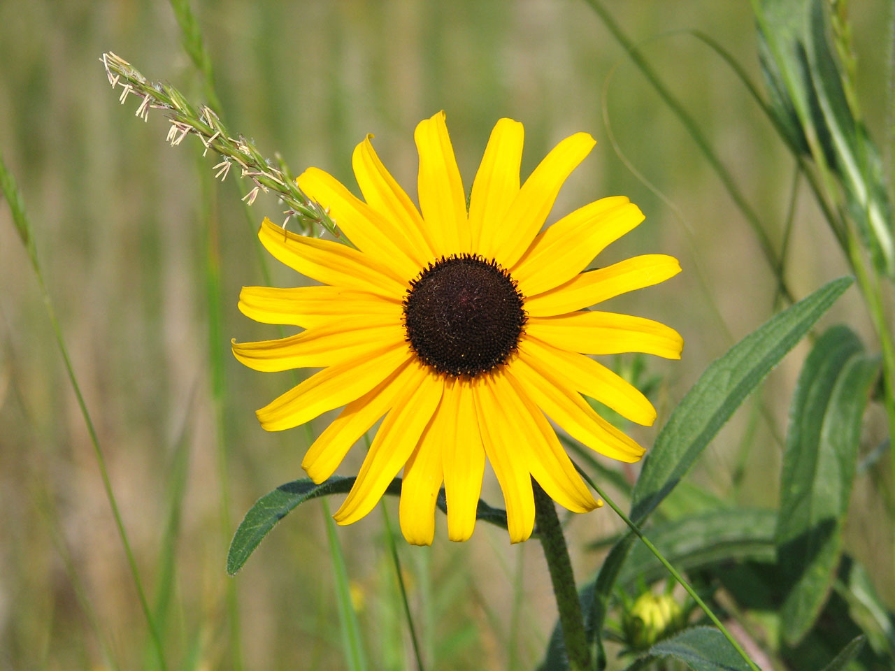 Gėlė,  Geltona,  Wildflower,  Šalis,  Kaimas,  Ruda Eyed Susan, Nemokamos Nuotraukos,  Nemokama Licenzija