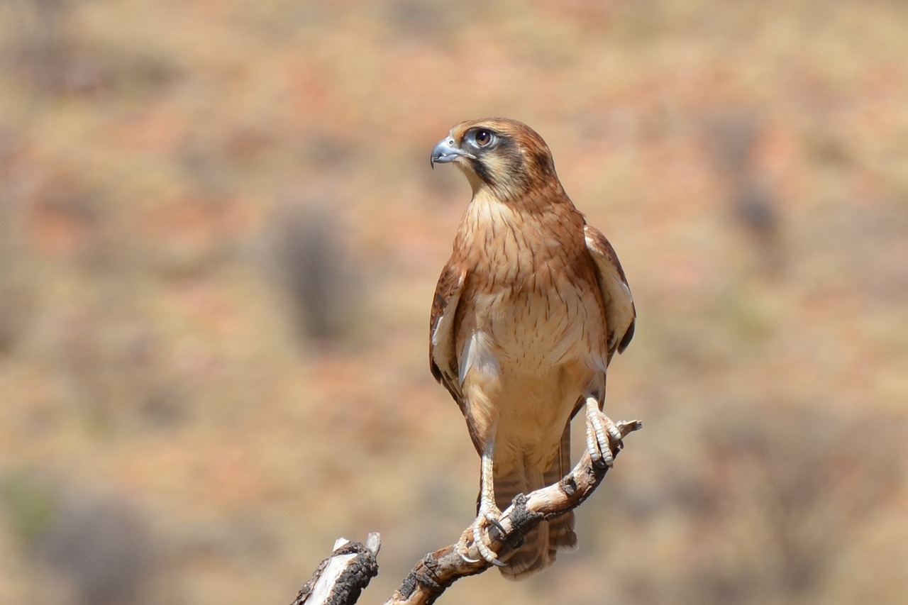 Rudasis Kumpis, Falcon, Paukštis, Laukinė Gamta, Plėšrūnas, Nemokamos Nuotraukos,  Nemokama Licenzija