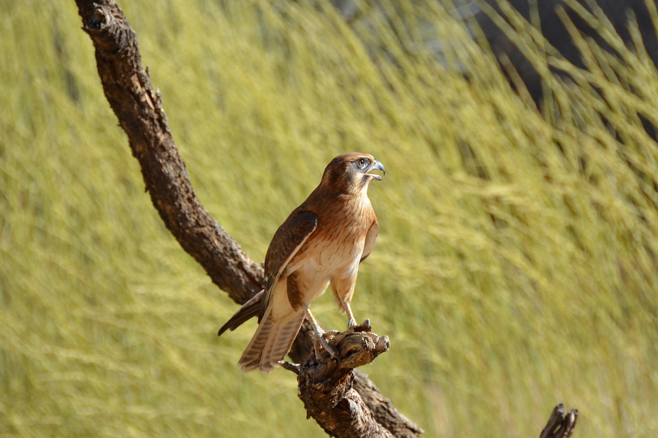 Rudasis Kumpis, Falcon, Paukštis, Plėšrūnas, Laukinė Gamta, Nemokamos Nuotraukos,  Nemokama Licenzija