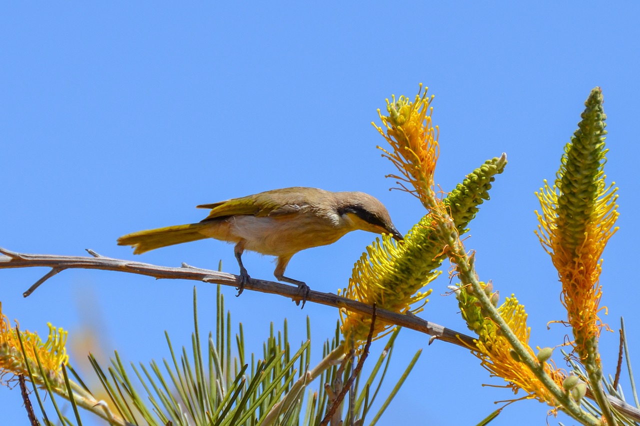 Rudas Honeyeater, Honeyeater, Paukštis, Grevillea, Laukinė Gamta, Nemokamos Nuotraukos,  Nemokama Licenzija