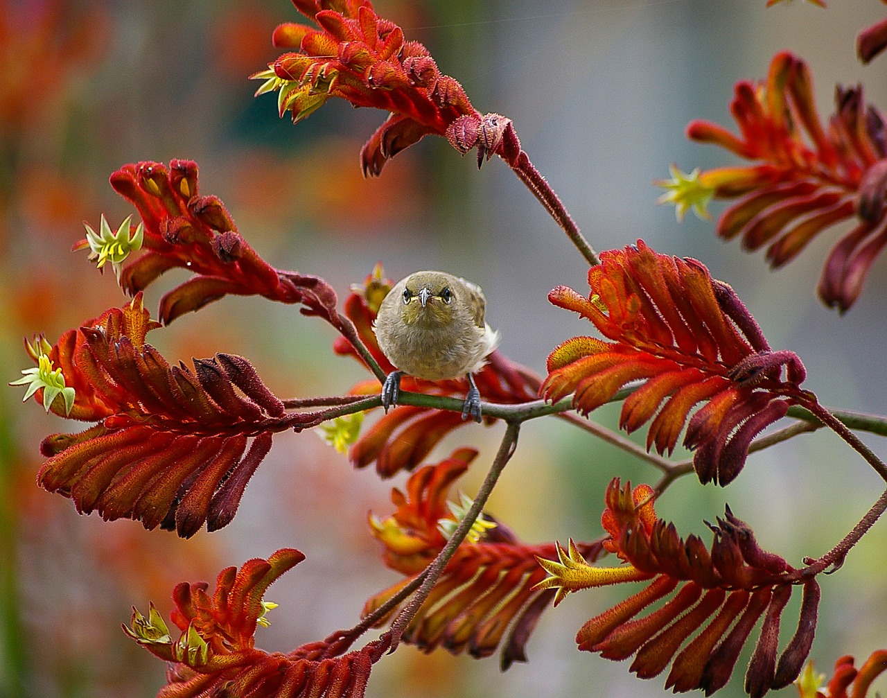 Rudas Honeyeater, Paukštis, Mažas, Kangaro Lapių Gėlės, Gėlės, Oranžinė, Nektaras, Laukiniai, Queensland, Australia
