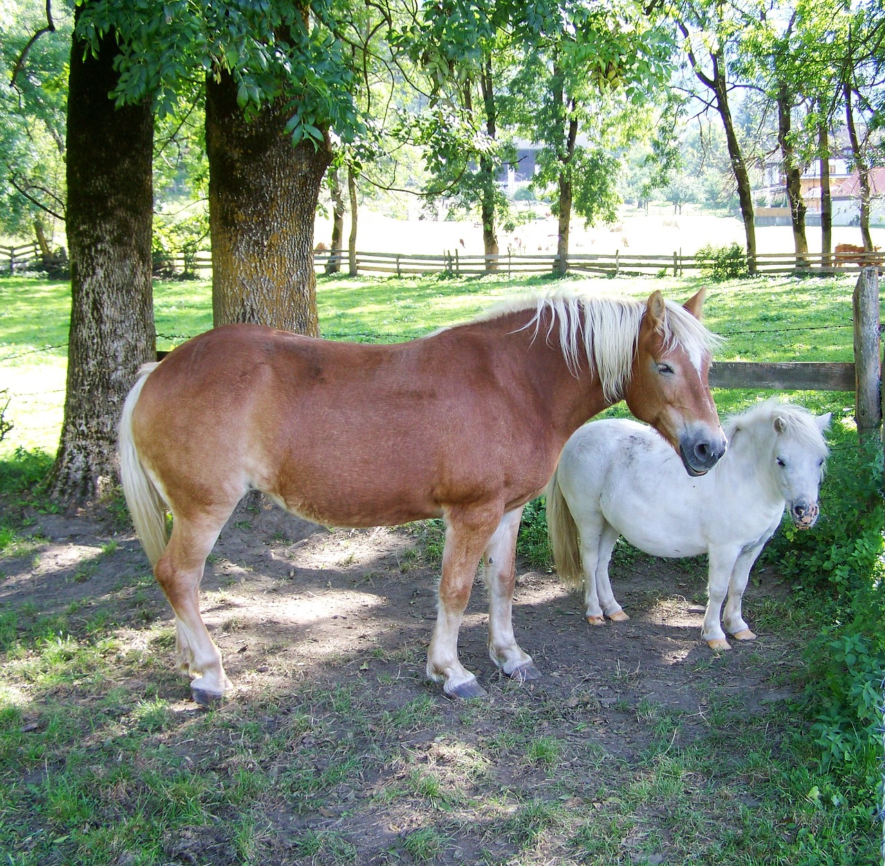 Rudasis Žirgas, Baltas Ponis, Gyvūnas, Kalakutienos, Nemokamos Nuotraukos,  Nemokama Licenzija