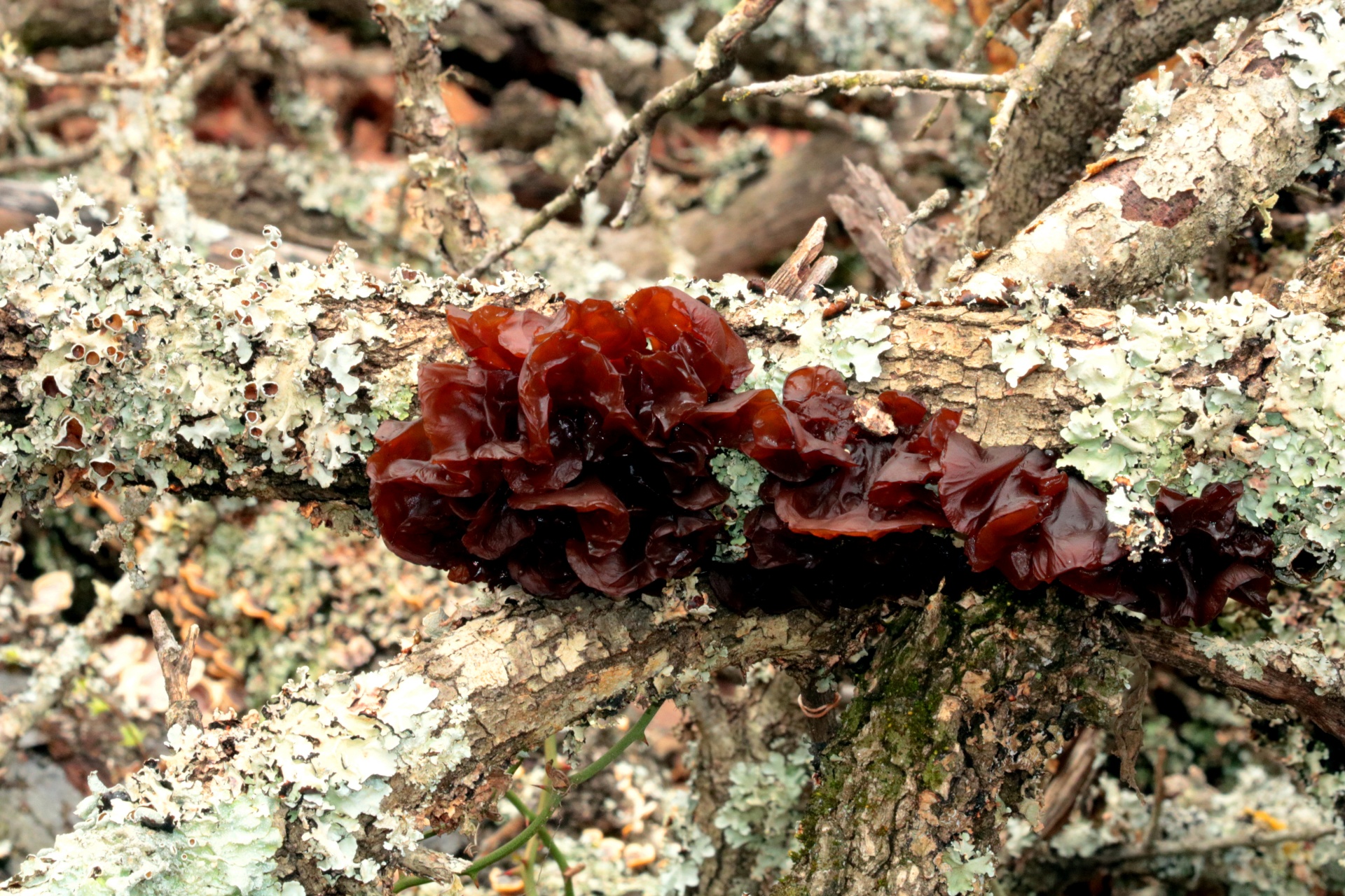 Gamta,  Augalai,  Grybai,  Grybelis,  Želė & Nbsp,  Grybelis,  Rudas Grybas,  Rudos Gelezies Želė,  Medis & Nbsp,  Filialas